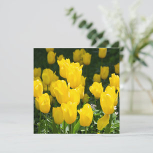 Feld der hellgelben Tulpen