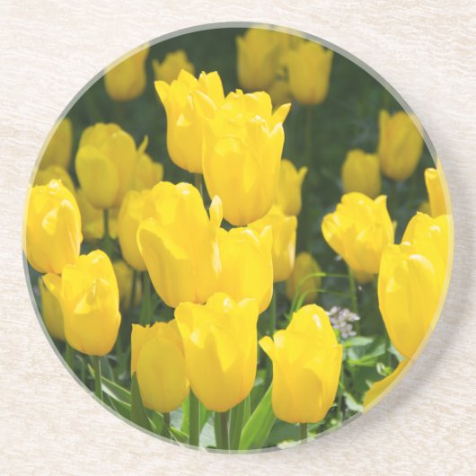 Feld der hellgelben Tulpen Getränkeuntersetzer (Vorne)