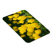 Feld der hellgelben Tulpen Magnet (Rechte Seite)