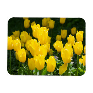 Feld der hellgelben Tulpen Magnet