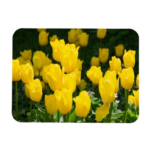 Feld der hellgelben Tulpen Magnet (Horizontal)