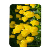 Feld der hellgelben Tulpen Magnet (Vertikal)