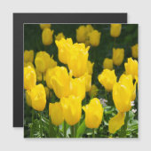 Feld der hellgelben Tulpen Magnetkarte (Vorne/Hinten)