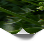 Feld der hellgelben Tulpen Poster (Ecke)