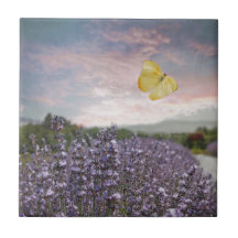 Feld der Lavendel-Blumen, blauer Himmel, rosa