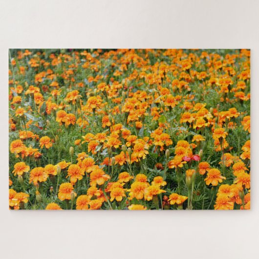 Feld der marigalten Blume schwierig Puzzle (Horizontal)