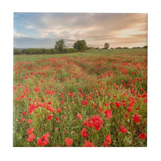 Feld der Mohnblumen Fliese (Vorderseite)