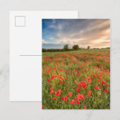 Feld der Mohnblumen Postkarte (Vorne/Hinten)