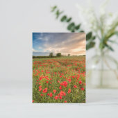 Feld der Mohnblumen Postkarte (Stehend Vorderseite)