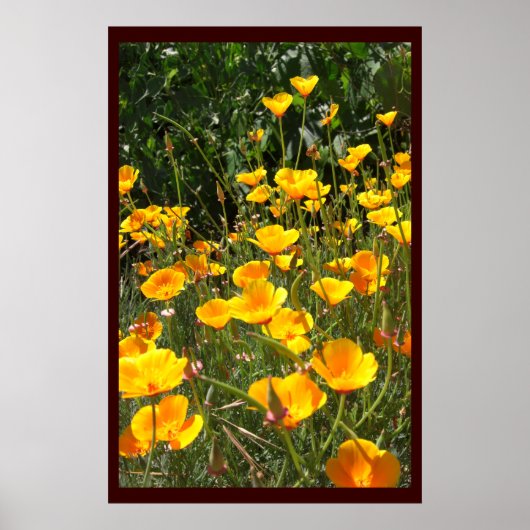 Feld der Poppies Große Plakate und Prints (Vorne)