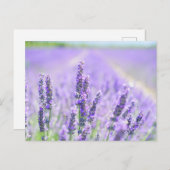 Feld der Postkarte (Vorne/Hinten)