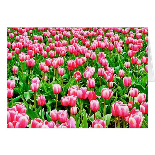 Feld der rosa Tulipen (Vorderseite (Horizontal))