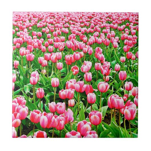 Feld der rosa Tulipen Fliese (Vorderseite)
