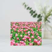 Feld der rosa Tulipen Postkarte (Stehend Vorderseite)