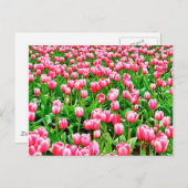 Feld der rosa Tulipen Postkarte (Vorne/Hinten)