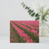Feld der rosa Tulips Fotografie auf Karten (Stehend Vorderseite)