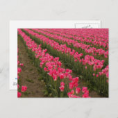 Feld der rosa Tulips Fotografie auf Karten (Vorne/Hinten)