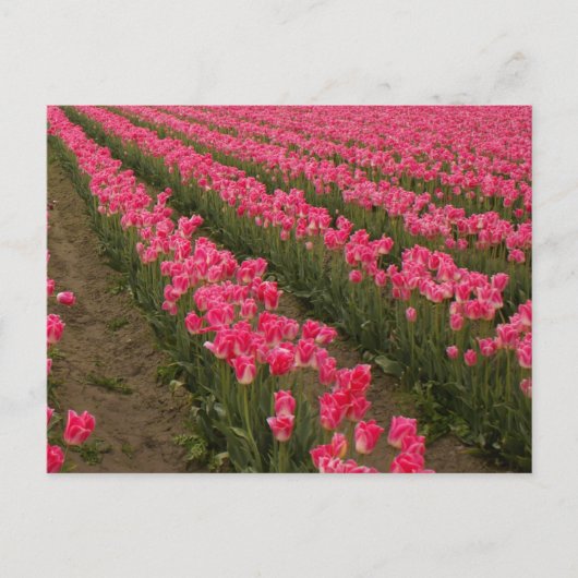 Feld der rosa Tulips Fotografie auf Karten (Vorderseite)