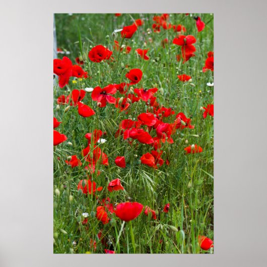 Feld der roten Mohnblumen Poster (Vorne)