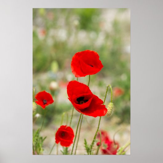 Feld der roten Mohnblumen Poster (Vorne)