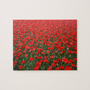 Feld der roten Mohnblumen Puzzle