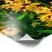 Feld der schwarz-mit Augen Susan-Blume Fotodruck (Ecke)