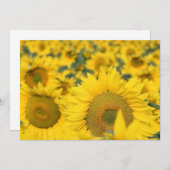 Feld der Sonnenblume-Einladung Einladung (Vorne/Hinten)