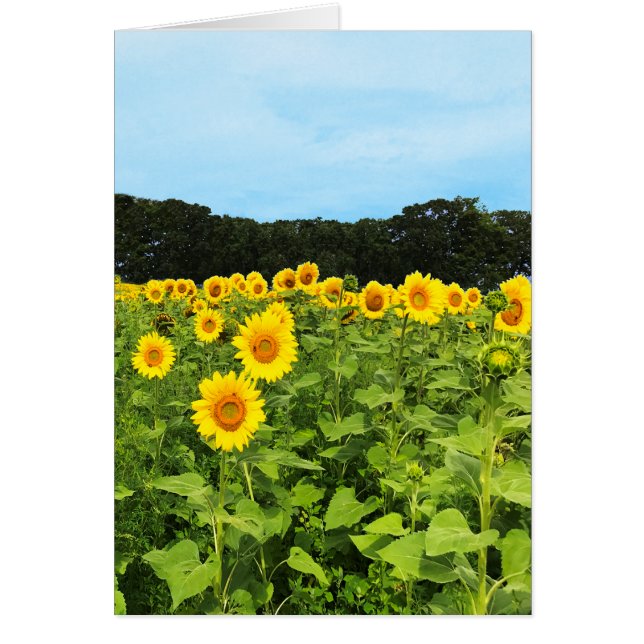 Feld der Sonnenblumen (Vorne)