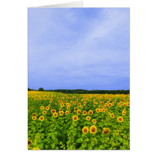 Feld der Sonnenblumen