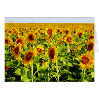Feld der Sonnenblumen