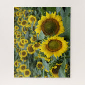 Feld der Sonnenblumen - 16 x 20 Zoll Puzzle (Vertikal)