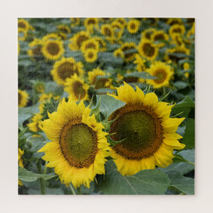 Feld der Sonnenblumen - 20 x 20 Zoll Puzzle