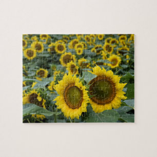 Feld der Sonnenblumen - 8 x 10 Zoll Puzzle