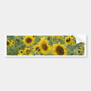 Feld der Sonnenblumen Autoaufkleber