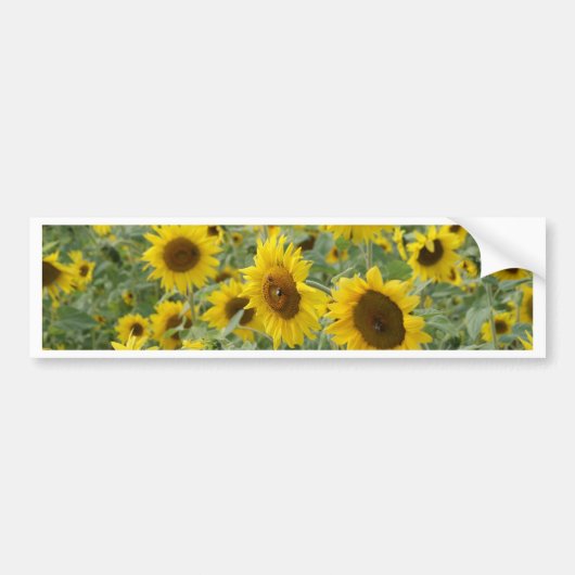 Feld der Sonnenblumen Autoaufkleber (Vorne)