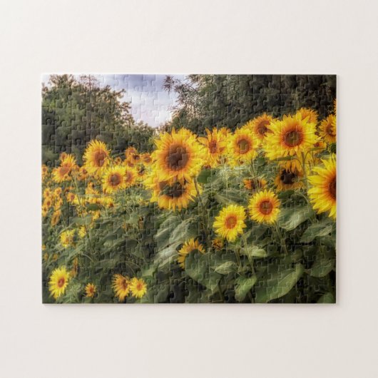 Feld der Sonnenblumen Fotografie Puzzle (Horizontal)