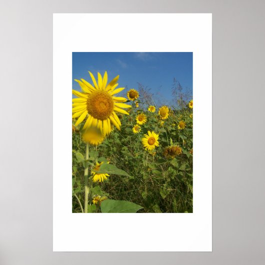 "FELD DER SONNENBLUMEN" POSTER (Vorne)