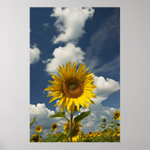 Feld der Sonnenblumen Poster
