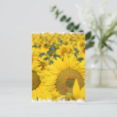 Feld der Sonnenblumen Postkarte (Stehend Vorderseite)