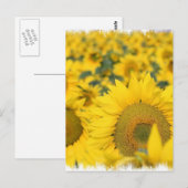 Feld der Sonnenblumen Postkarte (Vorne/Hinten)