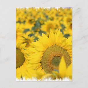 Feld der Sonnenblumen Postkarte