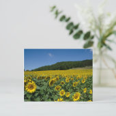 Feld der Sonnenblumen Postkarte (Stehend Vorderseite)