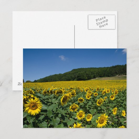 Feld der Sonnenblumen Postkarte (Vorne/Hinten)