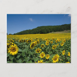 Feld der Sonnenblumen Postkarte