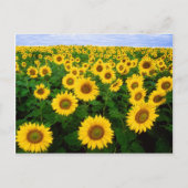 Feld der Sonnenblumen Postkarte (Vorderseite)