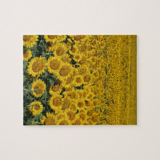 Feld der Sonnenblumen Puzzle (Horizontal)