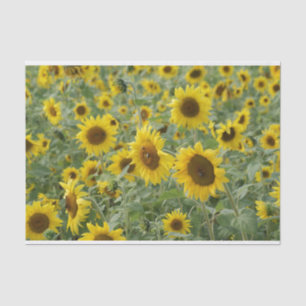 Feld der Sonnenblumen Seidenpapier
