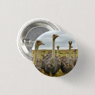 Feld der Strauße Button