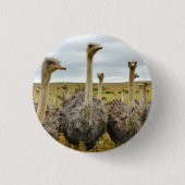 Feld der Strauße Button (Vorderseite)