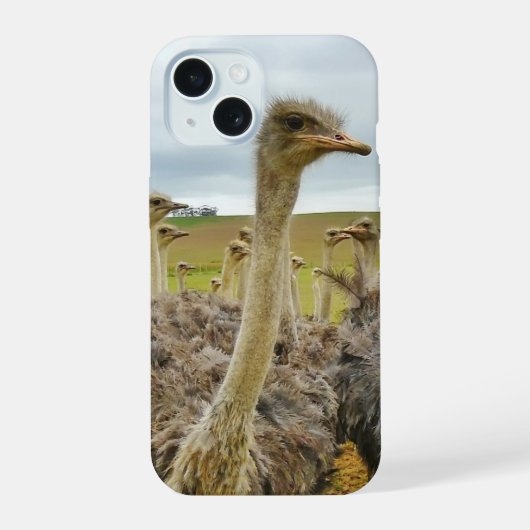 Feld der Strauße iPhone 15 Hülle (Rückseite)